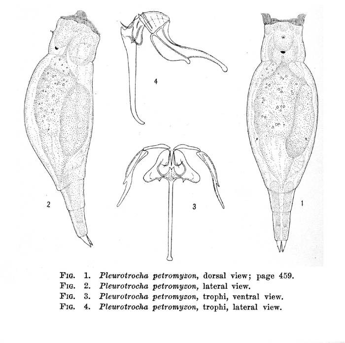 Pleurotrocha petromyzon
