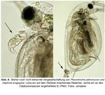 Pleurotrocha petromyzon