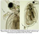 Pleurotrocha petromyzon