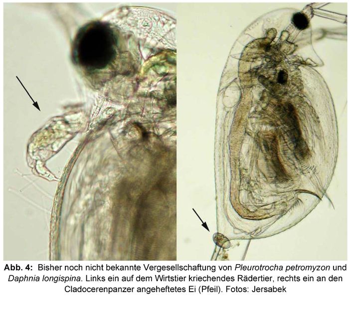 Pleurotrocha petromyzon Pleurotrocha petromyzon