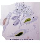 Pleurotrocha petromyzon