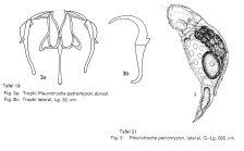 Pleurotrocha petromyzon