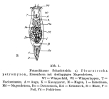 Pleurotrocha petromyzon