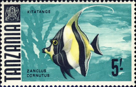 Zanclus cornutus Zanclus cornutus