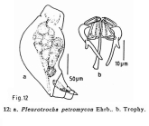 Pleurotrocha petromyzon