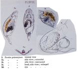 Pleurotrocha petromyzon