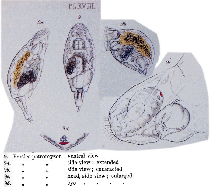 Pleurotrocha petromyzon Pleurotrocha petromyzon