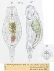 Pleurotrocha petromyzon