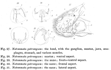 Pleurotrocha petromyzon