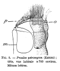 Pleurotrocha petromyzon