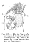 Pleurotrocha petromyzon