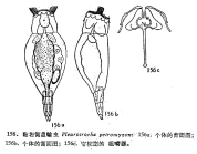 Pleurotrocha petromyzon