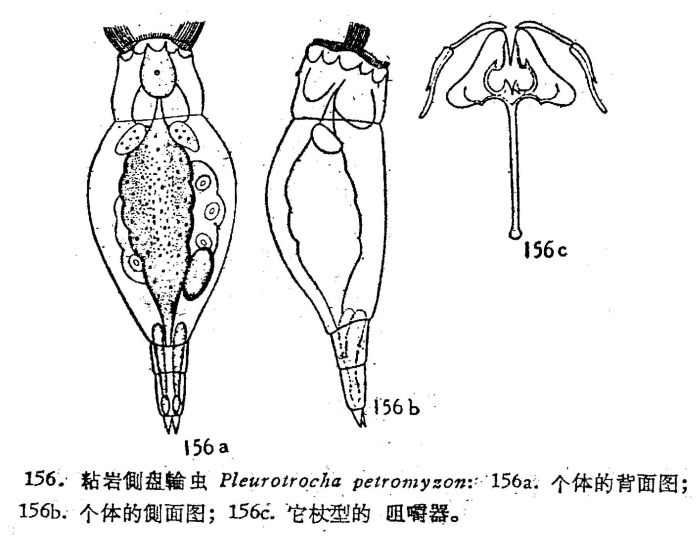 Pleurotrocha petromyzon Pleurotrocha petromyzon
