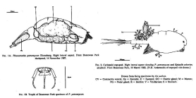Pleurotrocha petromyzon