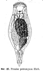 Pleurotrocha petromyzon