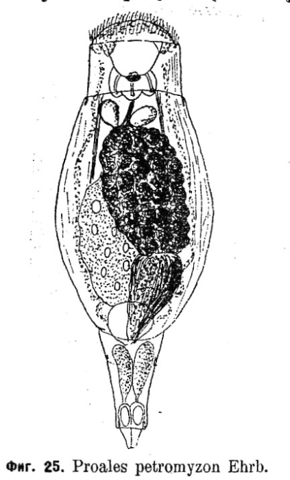 Pleurotrocha petromyzon