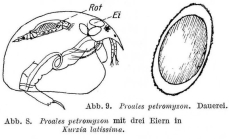 Pleurotrocha petromyzon