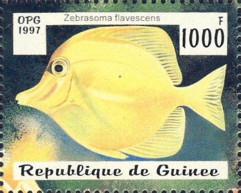 Zebrasoma flavescens Zebrasoma flavescens
