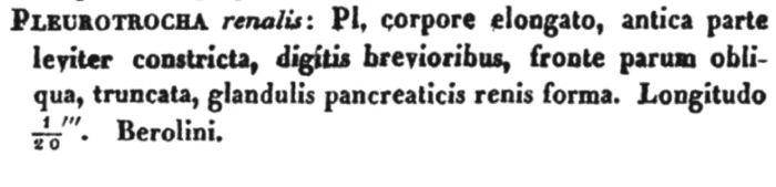 Pleurotrocha renalis Pleurotrocha renalis