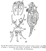 Pleurotrocha robusta