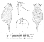 Pleurotrocha robusta