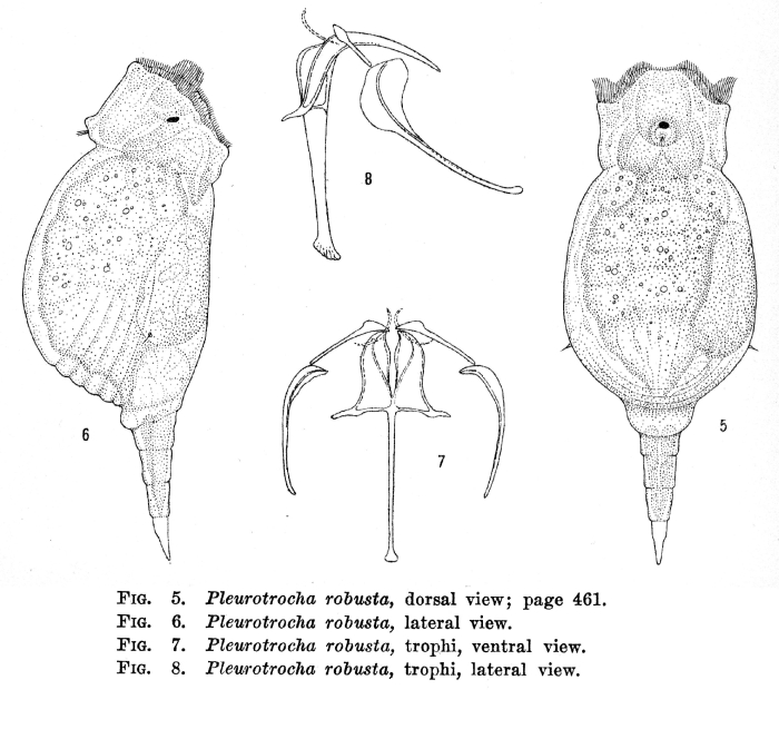 Pleurotrocha robusta Pleurotrocha robusta