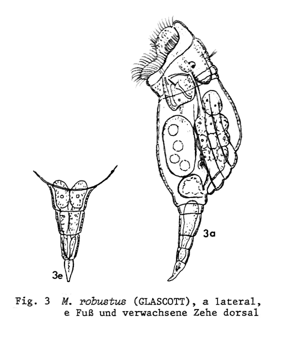 Pleurotrocha robusta Pleurotrocha robusta