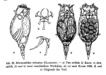Pleurotrocha robusta