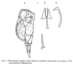 Pleurotrocha robusta
