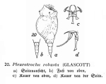 Pleurotrocha robusta