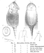 Pleurotrocha robusta