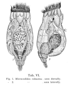 Pleurotrocha robusta