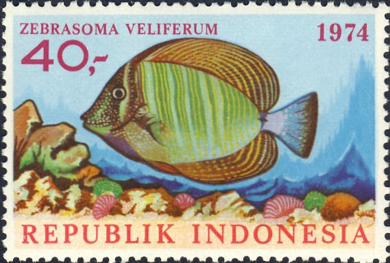 Zebrasoma veliferum Zebrasoma veliferum