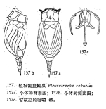 Pleurotrocha robusta