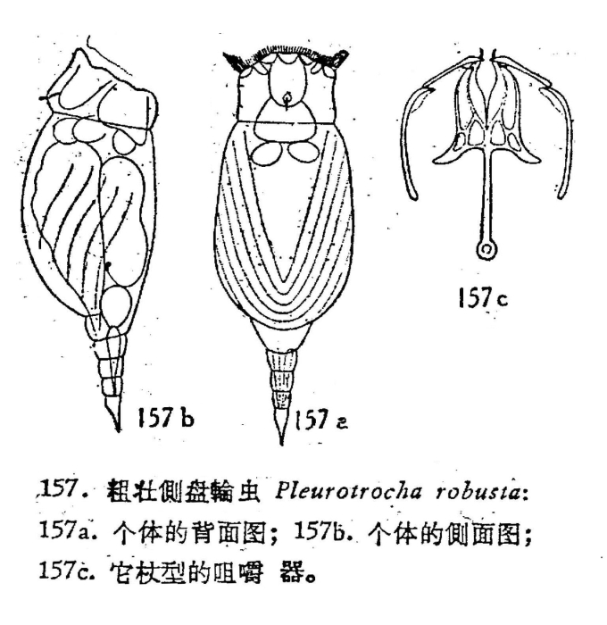 Pleurotrocha robusta
