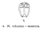 Pleurotrocha robusta