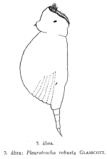 Pleurotrocha robusta
