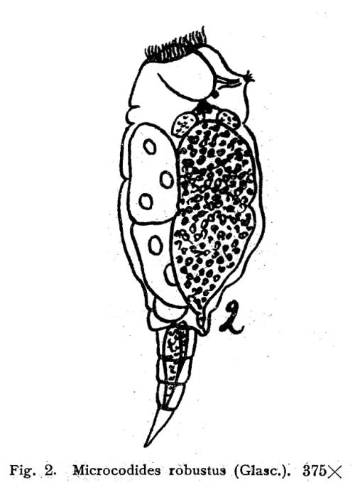 Pleurotrocha robusta Pleurotrocha robusta