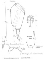 Pleurotrocha robusta