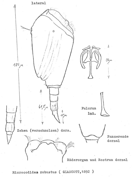 Pleurotrocha robusta Pleurotrocha robusta