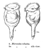Pleurotrocha robusta - Original description image