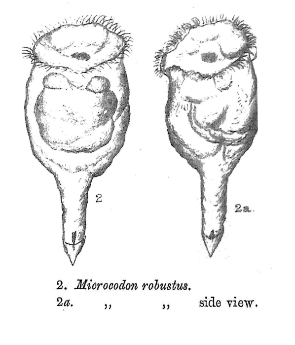 Pleurotrocha robusta - Original description image