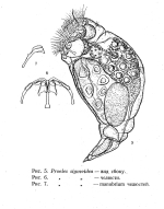 Pleurotrocha sigmoidea