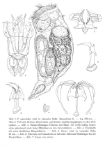 Pleurotrocha sigmoidea