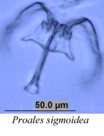 Pleurotrocha sigmoidea