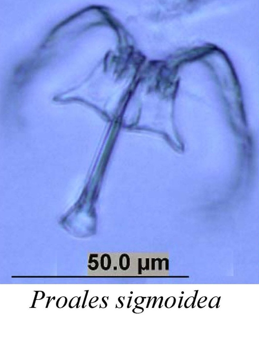 Pleurotrocha sigmoidea Pleurotrocha sigmoidea
