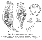 Pleurotrocha sigmoidea