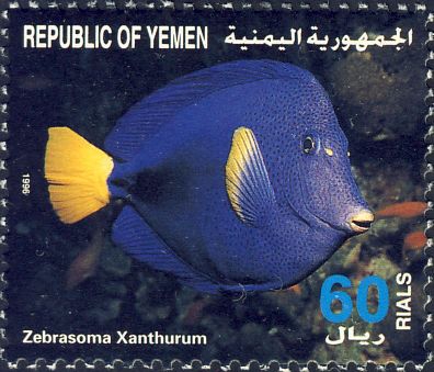 Zebrasoma xanthurum Zebrasoma xanthurum