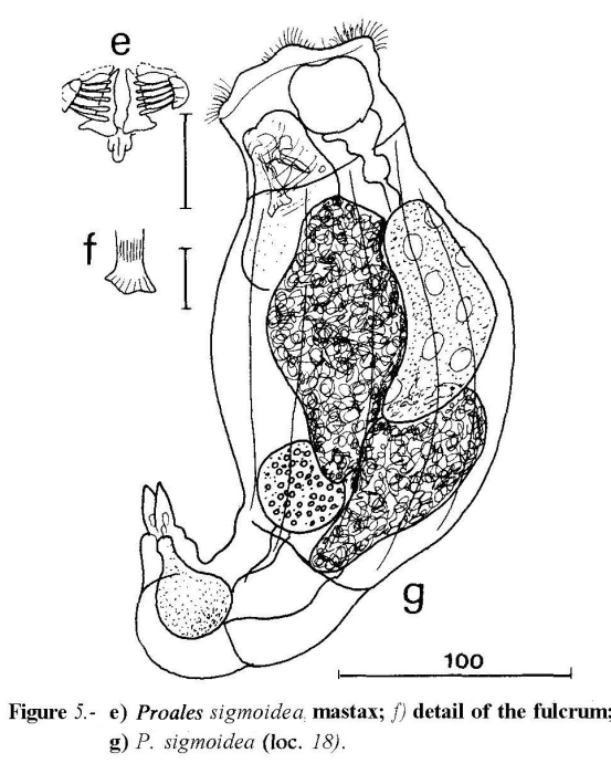 Pleurotrocha sigmoidea Pleurotrocha sigmoidea