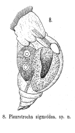 Pleurotrocha sigmoidea - Original description image